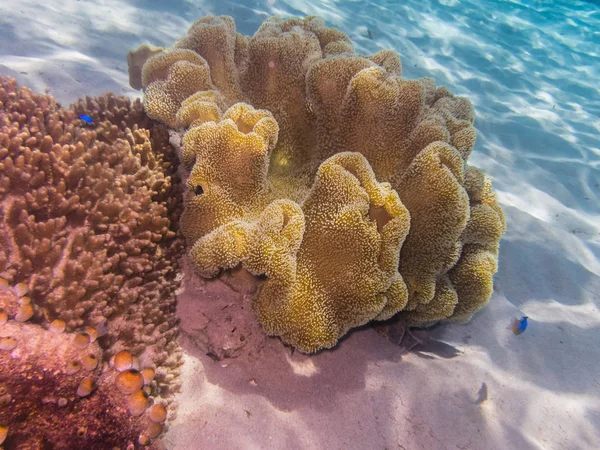 黄珊瑚在沙子里 — 图库照片