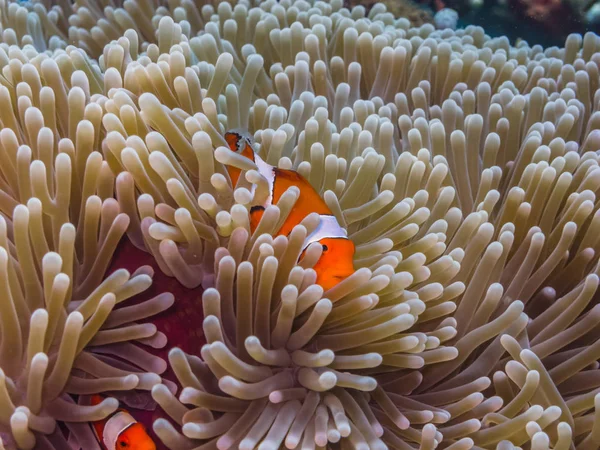 Pesce anemone nel nascondiglio — Foto Stock