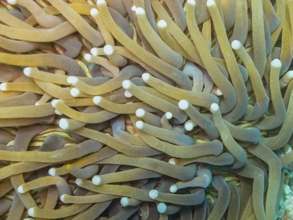 Anemones in the sea — Stock Photo, Image