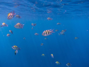 mavi denizde birçok çavuş balık