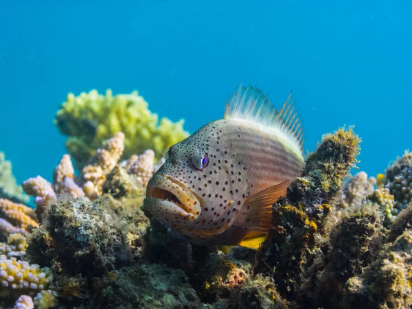 Corail hawkfish regarde la caméra — Photo