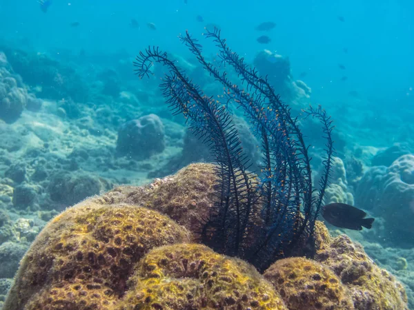 바다에서 산호 우미 — 스톡 사진