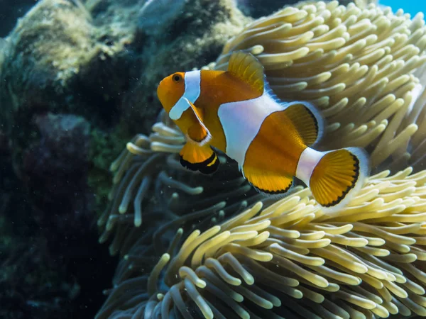 Colorati anemone pesce indonesia — Foto Stock