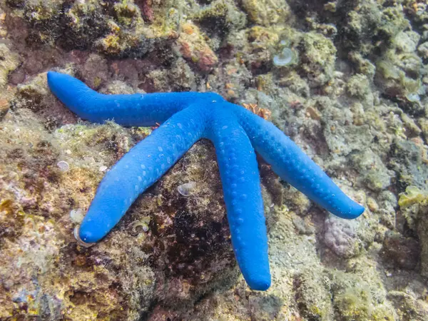 Синие кораллы — стоковое фото