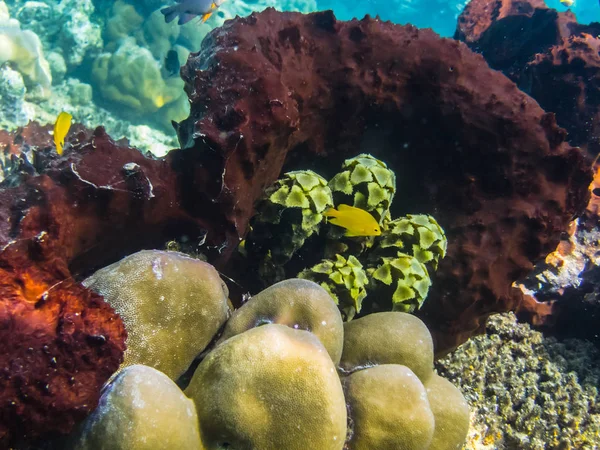 Farbenfrohe Korallen und Pflanzen — Stockfoto