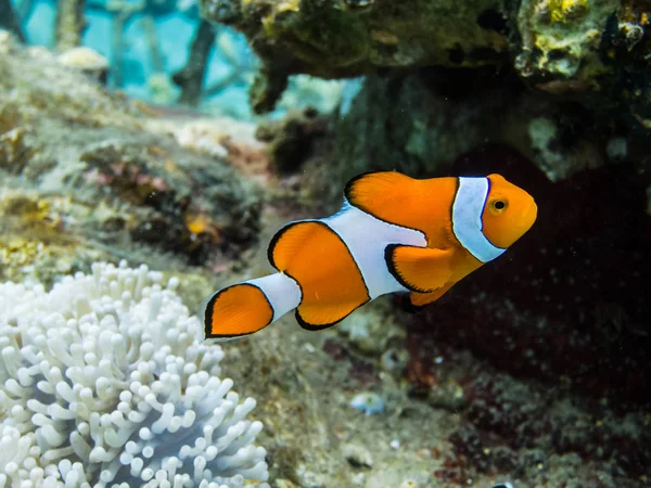 Turuncu anemon balık — Stok fotoğraf