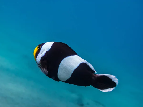 Visão de peixe anêmona — Fotografia de Stock