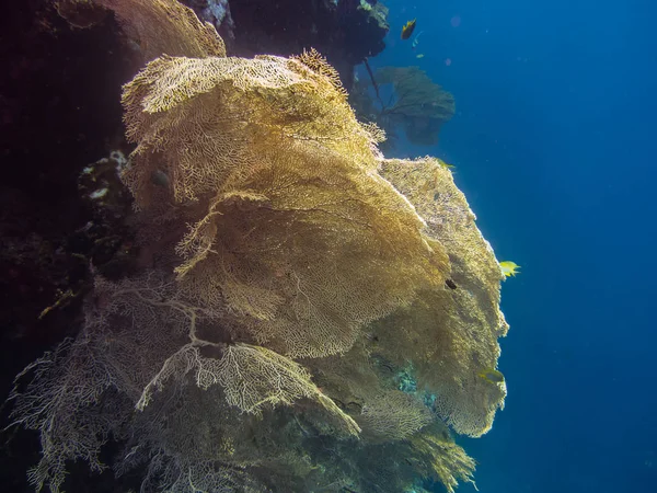 Velký žlutý korál na útesu — Stock fotografie