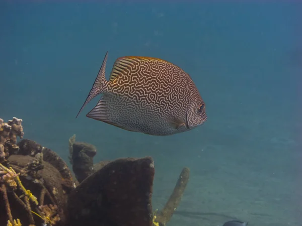 Poissons avec motif dans la mer — Photo