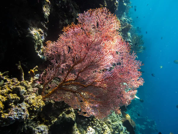 Coral rojo grande en el arrecife — Foto de Stock