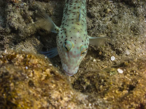 Checkerboard goby fish at coral — Fotografia de Stock