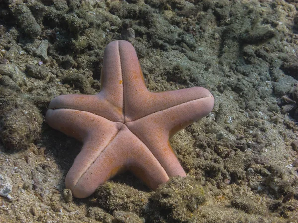 Большая морская звезда сверху вниз — стоковое фото