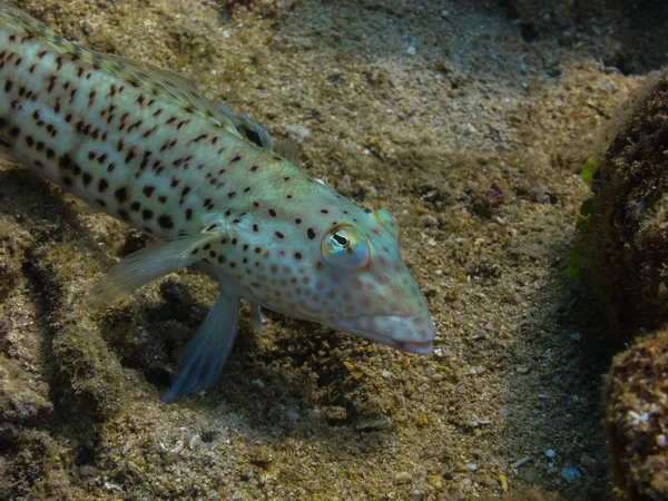 Schackrutiga goby fisk på revet — Stockfoto