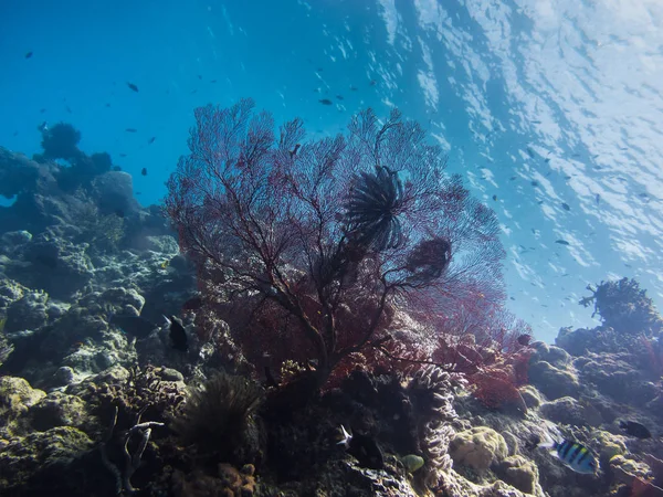 Red coral on the reef — Stock Photo, Image