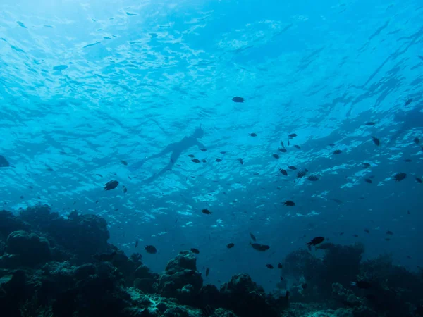 Snorkelers vista inferior — Foto de Stock