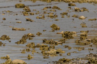 Mercan Denizi ile düşük tide