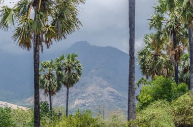 tatil palmiye ağaçları ve dağ