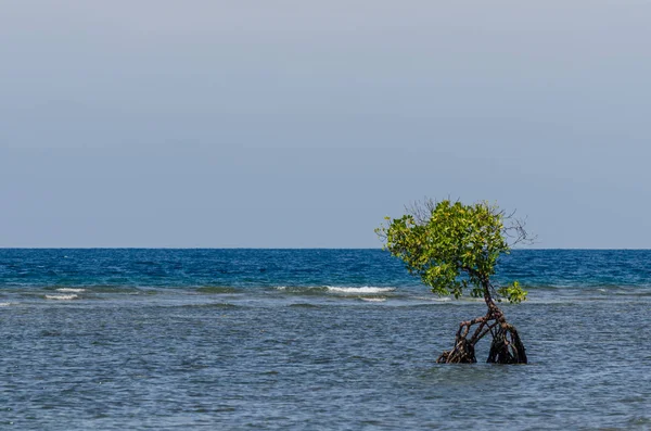 Manglar en el mar — Foto de Stock