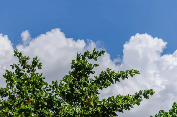 Arbre et nuages blancs — Photo