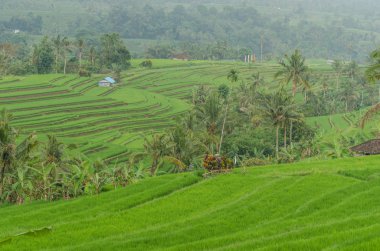 Yeşil yemyeşil pirinç tarlaları Bali