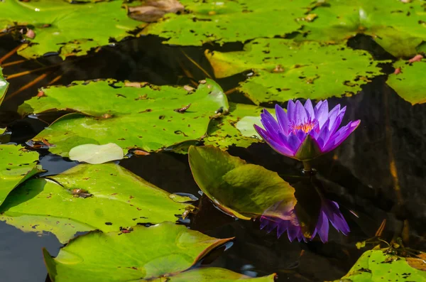 Purple water lily in a pond on holiday — Stock Photo, Image