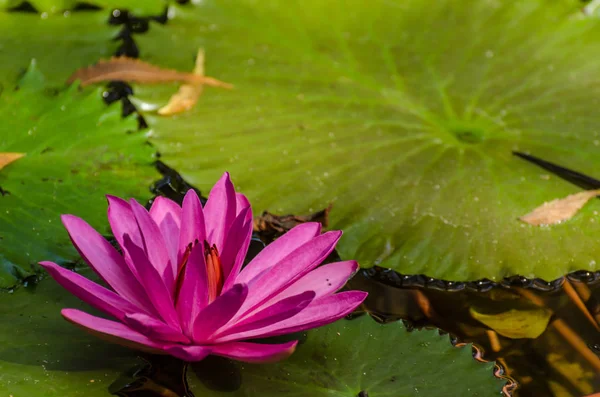 Purple bloom of a water lily in pond — Stock Photo, Image