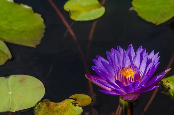 Purple water lily in hotel complex — Stock Photo, Image