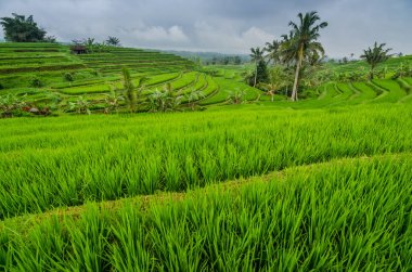 pirinç alan manzara bali