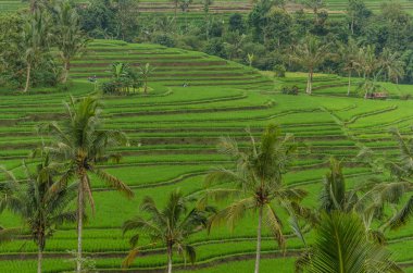 pirinç tarlaları ile yeşil manzara