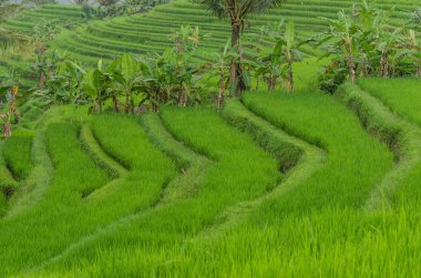 pirinç alan gradational