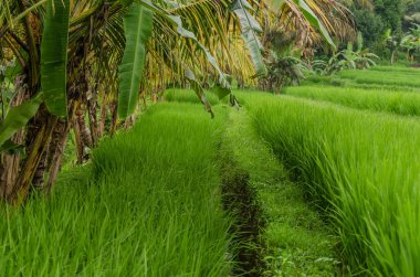 pirinç bitkileri Bali