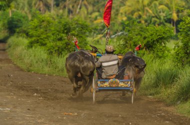 Araba yarışında boğa ile