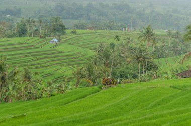 Yeşil yemyeşil pirinç tarlaları Bali