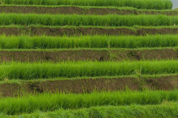 Rice field with many terraces — Stock Photo, Image