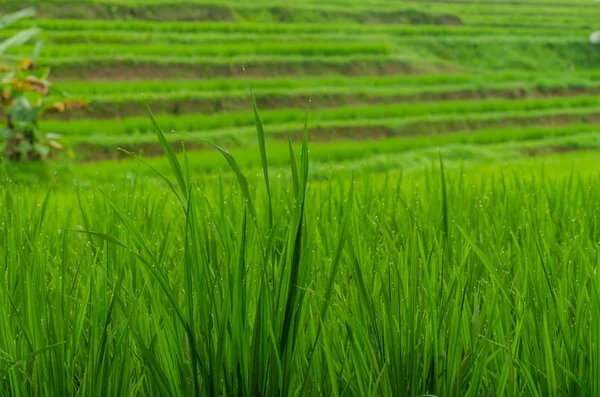 Arroz plantas detalhe vista — Fotografia de Stock