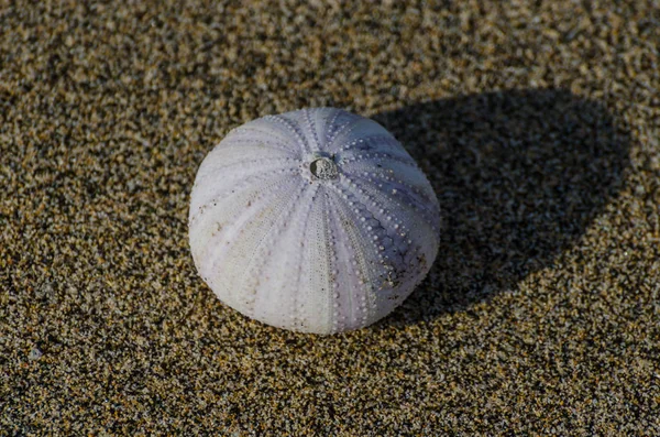 Erizo de mar blanco en la arena —  Fotos de Stock