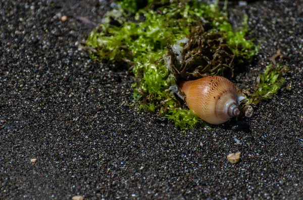 Shell på sandstrand — Stockfoto