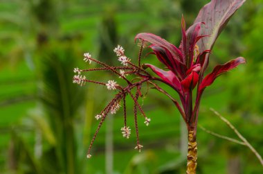 Endonezya güzel çiçeği