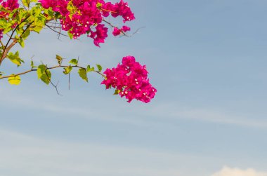 Sahilde pembe çiçekler