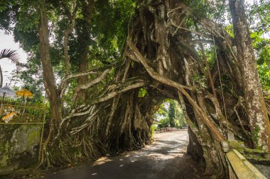 büyük ağaç ve yol