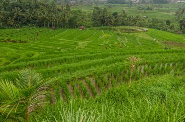 pirinç alanları peyzaj Bali