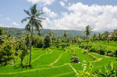 pirinç tarlaları ile manzara ve palmiye