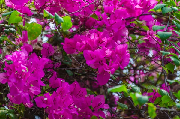 Leuchtende magenta Blüten — Stockfoto