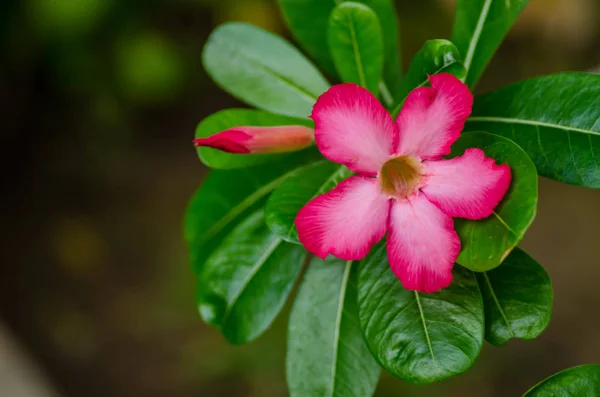 Duftende Blüten am Strand — Stockfoto