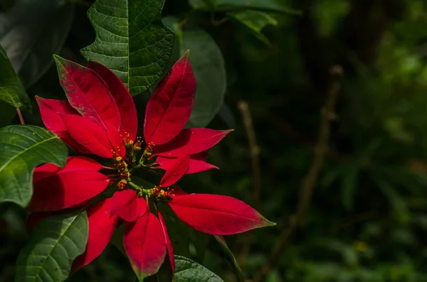 Noel yıldız çiçek Bahçe — Stok fotoğraf