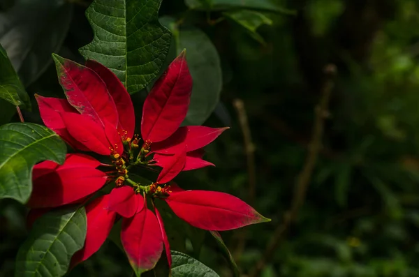 Hagens stjerneblomst til jul – stockfoto