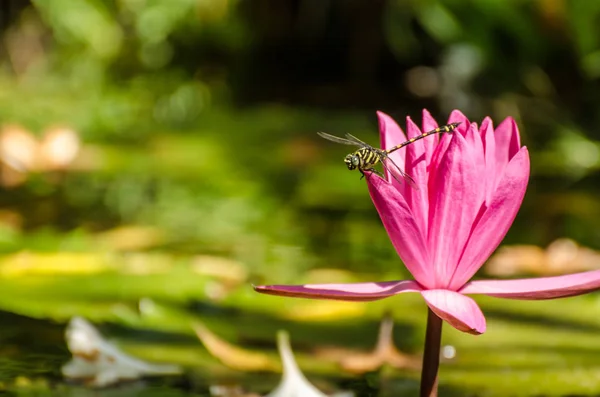 Pink water lily and dragonfly — Stock Photo, Image