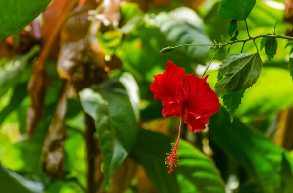 Röd blomma i en trädgård komplex — Stockfoto