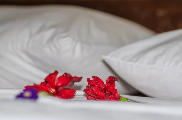 Червоні квіти в ліжку у відпустці — стокове фото