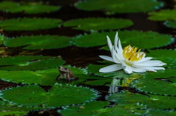 池の中の白い睡蓮 — ストック写真